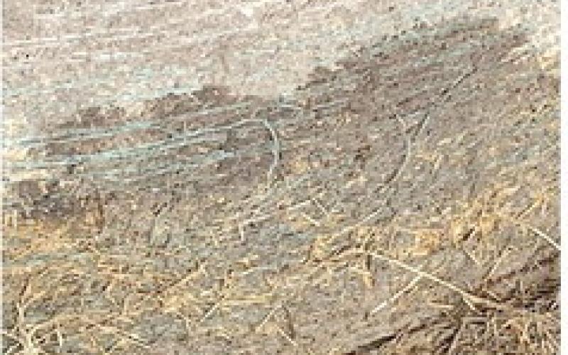 PRODUCERS SHOULD mark water-damaged bales of hay with spray paint to ensure they can be differentiated from undamaged bales as they dry. Photo courtesy of Bryan Davis/ Texas A&amp;amp;M AgriLife