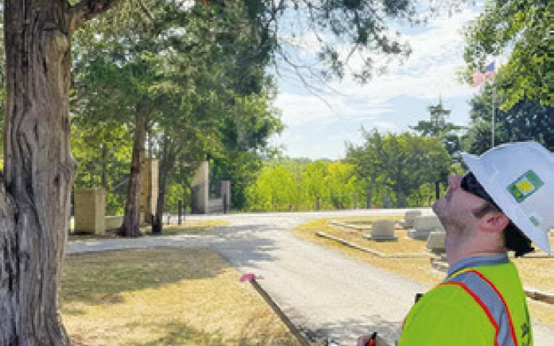AN EMPLOYEE AT the Davey Tree Company looks up at this tree at the Masonic Cemetery.