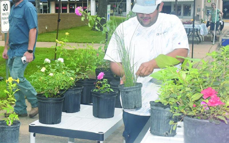 DANIEL GARCIA OF Del Real Nursery looks over these plants on Saturday morning at the Farmers Market in downtown Caldwell.