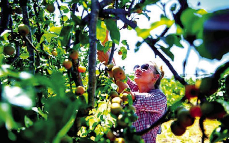 One of the most important aspects of fruit tree maintenance is to allow the tree to progress at its own pace and to avoid overwatering and overtending it. Photo courtesy of Texas A&amp;amp;M AgriLife