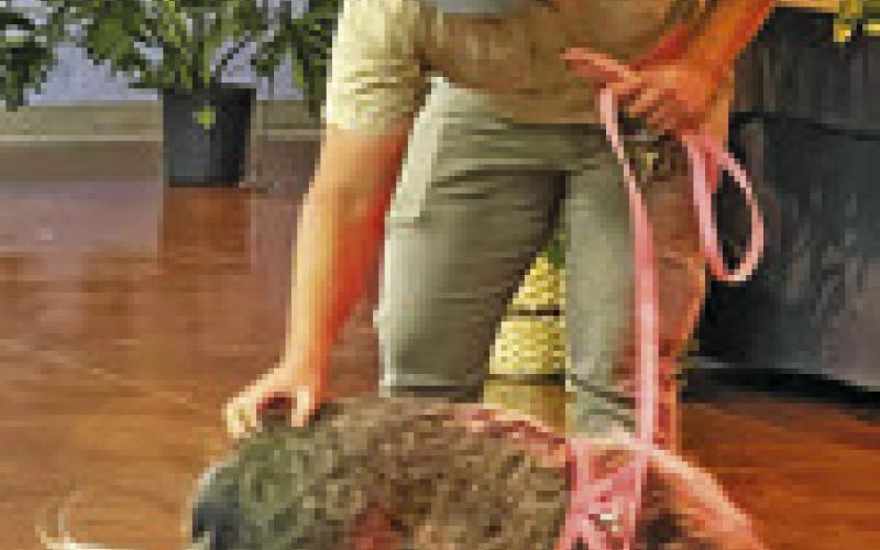 THIS PIG WAS one of several animals on display at last Saturday’s “Daddy Daughter Dance” at the Caldwell Civic Center. This year’s theme was “We’re Going on a Safari.”