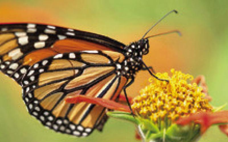 WHILE MONARCH BUTTERFLIES rely on milkweed as a host plant for eggs and caterpillars, a variety of nectar-producing plants are needed to fuel their fall migration. Photo courtesy of Laura McKenzie/ Texas A&amp;amp;M AgriLife