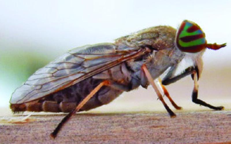 FEMALE HORSEFLIES CAN be stubborn, aggressive blood feeders. Reports of the pest have not been high so far, but they are expected to increase in areas that received heavy rains over recent weeks. Photo courtesy of Bart Drees/ Texas A&amp;amp;M AgriLife