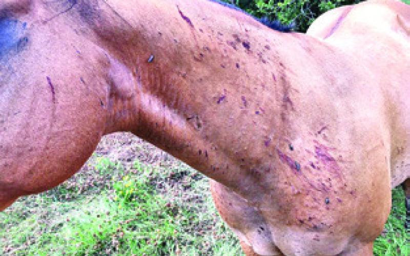 LIVESTOCK OWNERS SHOULD monitor their animals for signs of horsefly infestations. Traps can help, but animals should be moved from areas with horseflies to protect them from these persistent blood feeders. Photo courtesy of Katie Hancock/ Texas A&amp;amp;M AgriLife