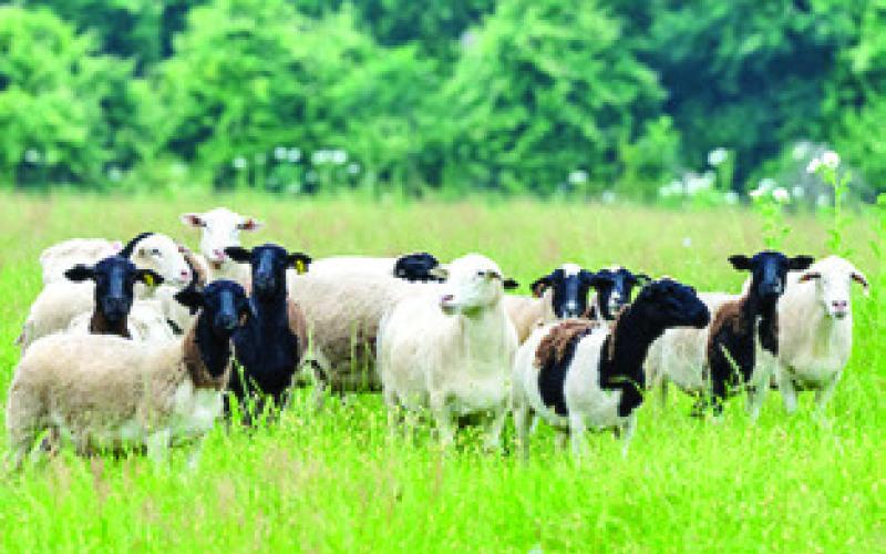 PICTURED ARE Sheep in a grassy field. The sheep and goat market has experienced typical seasonal supply and demand forces that are driving prices higher. Photo courtesy of Michael Miller and Courtney Sacco/Texas A&amp;amp;M AgriLife