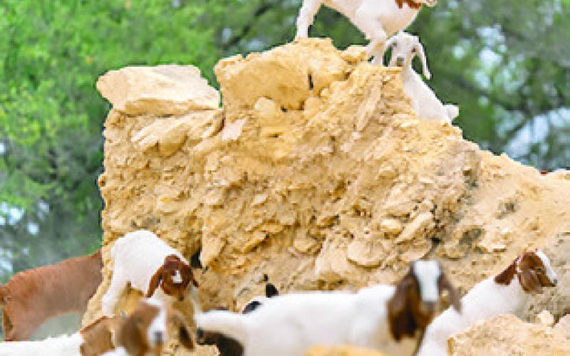 PICTURED ARE Goats climbing on a rocky mound. The sheep and goat market has experienced typical seasonal supply and demand forces that are driving prices higher. Photo courtesy of Michael Miller and Courtney Sacco/Texas A&amp;amp;M AgriLife