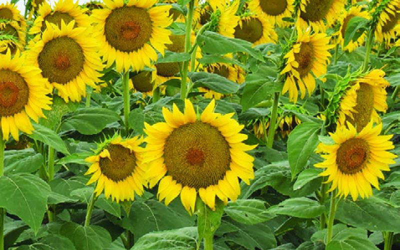 THESE SUNFLOWERS ARE in bloom at Jay Wilder’s field off F.M. 166 off F.M. 50.