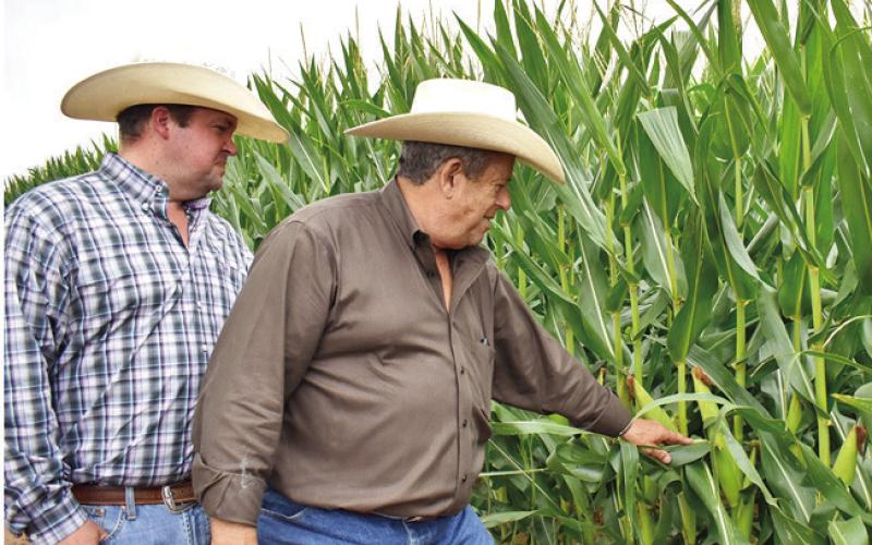 JASON AND JOHN Malazzo check out the stalks on these corn plants in their field along F.M. 166. The corn crop is excellent this year.