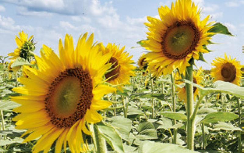 THESE SUNFLOWERS grown by the Wilder family are blooming along F.M. 166 near F.M. 50 in the Brazos River Bottom.