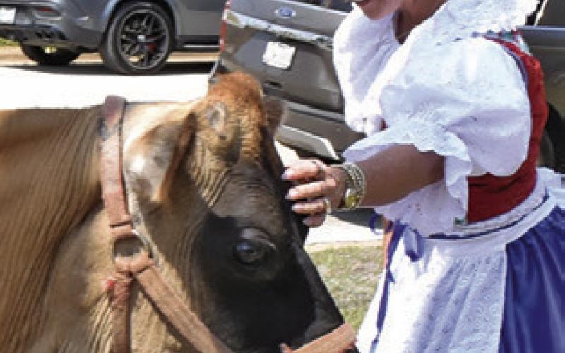NATALIE ZGABAY pets this milk cow on Saturday, March 28, at Heritage Day at the Burleson County Czech Museum.