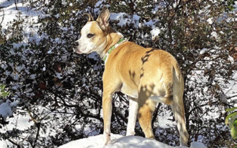 TURFMUTT FOUNDATION PRESIDENT’S DOG, Mulligan, enjoying a winter day outside. Photo courtesy of TurfMutt