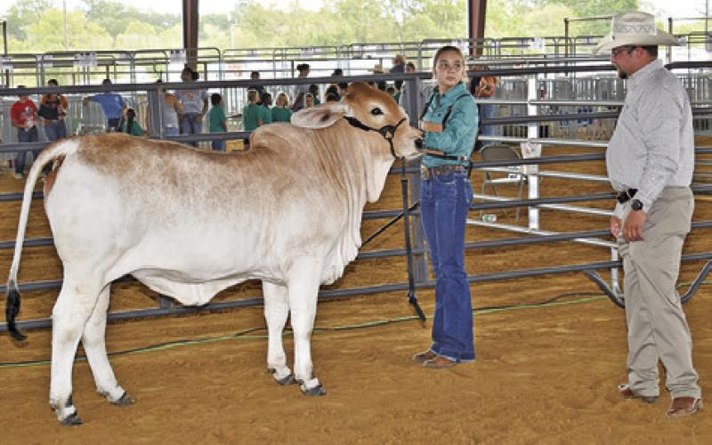 KYLEA DODSON AND Judge Harrison Smith are pictured at the breeding heifer show at the Burleson County Fair.