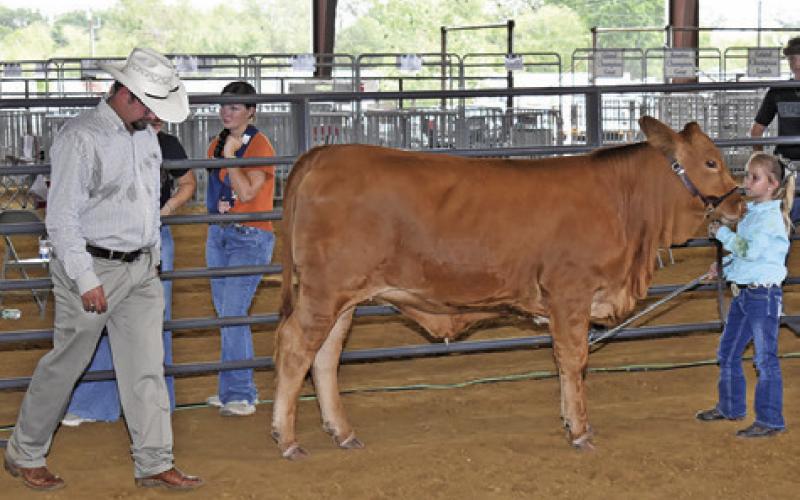 BRITTAN BLUM SHOWS her heifer during the breeding heifer show at the Burleson County Fair as Judge Harrison Smith observes.