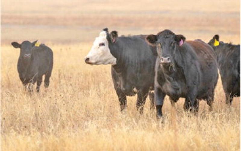 Central Texas Cow-Calf Clinic set for Jan. 11 in Cameron | Burleson ...