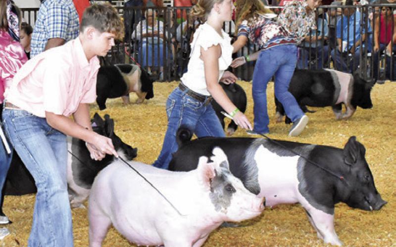 DYLAN BRINKMAN JR., and Aubrey Flencher show these pigs in the swine judging. The judging was held on Friday morning, Sept. 27.
