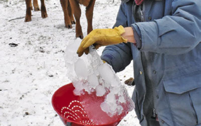 PEGGY GASKAMP Sanders removes this piece of ice from a cattle water trough on Sunday at the Bar T Ranch of County Road 333. Tribune photo by Roy Sanders