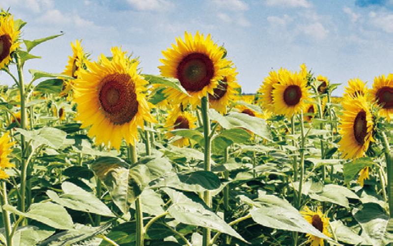 THESE WILDFLOWERS ARE a welcome site to motorists along F.M. 166 near F.M. 50. The Wilder family is again growing a field of the flowers, which area residents enjoy as a photo opportunity.