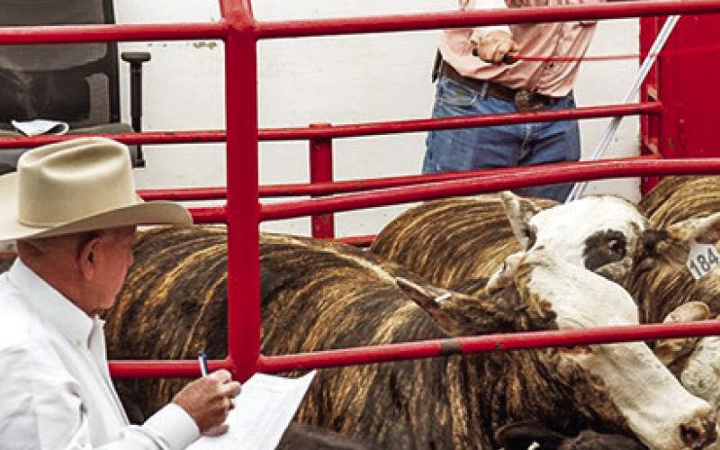 CATTLE ARE ON display at the Caldwell Livestock Commission during the Texas Elite F1 Sale on Saturday in Caldwell.