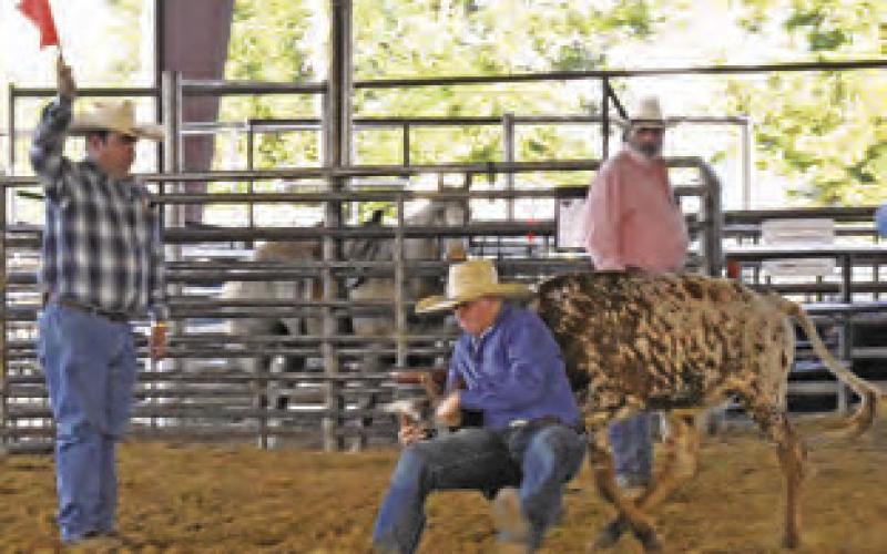 PACE PLEMONS OF Chilton competes in the steer dogging competition on Friday at the Burleson County Saddle Club Youth Rodeo.