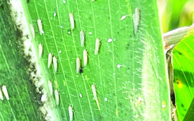 PICTURED ARE corn leafhoppers on an infected plant. Photo courtesy of David Kerns/Texas A&amp;amp;M AgriLife
