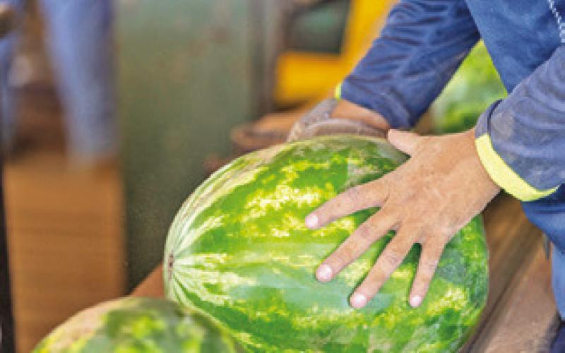 THE 2026 WATERMELON season has been a difficult one for Texas growers. Wet conditions created a number of issues and poor prices exacerbated those issues. Photo courtesy of Michael Miller/ Texas A&amp;amp;M AgriLife