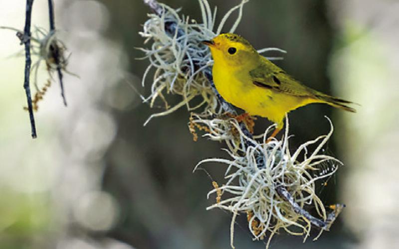 TEXAS A&amp;amp;M AGRILIFE Extension Service will present the “Stop and Stay Awhile: Building Habitat to Benefit Migratory Birds” webinar on July 11 from noon to 1 p.m. Photo courtesy of Michael Miller/Texas A&amp;amp;M AgriLife