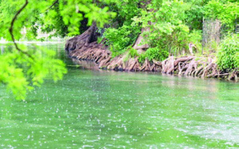 FOREST AND WOODLAND landowners in Texas are eligible for cost-share funds through Texas A&amp;amp;M Forest Service to help replant native trees. Photo courtesy of Sam Craft/Texas A&amp;amp;M AgriLife