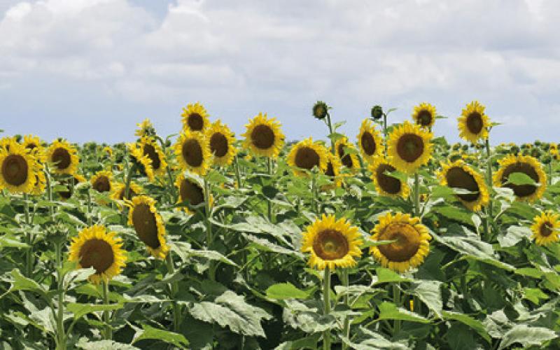 THE LONG AWAITED wildflowers are now in bloom on the Wilder land off F.M. 166 and F.M. 50 in the Brazos Bottom. Tribune photo by Roy Sanders