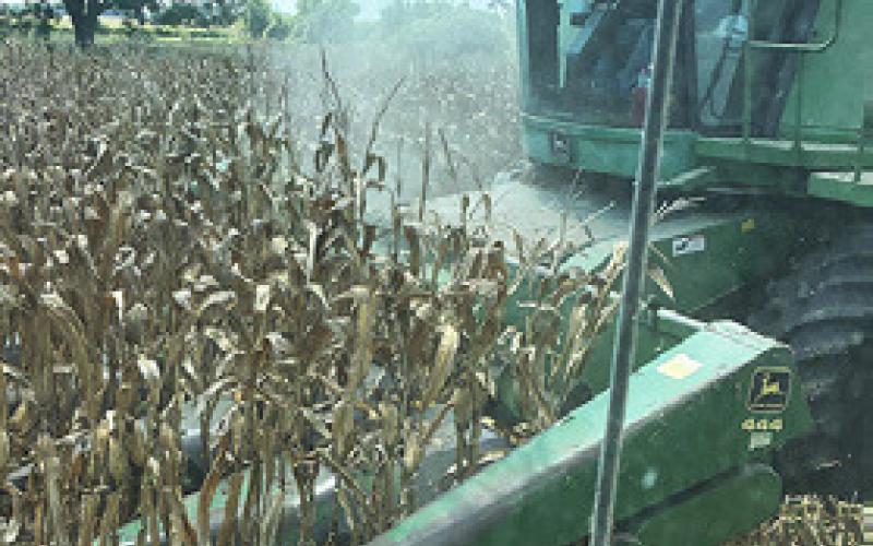 THIS CORN IS harvested by Barney Homeyer in the Brazos Bottom. The corn harvest is well underway now in Burleson County.