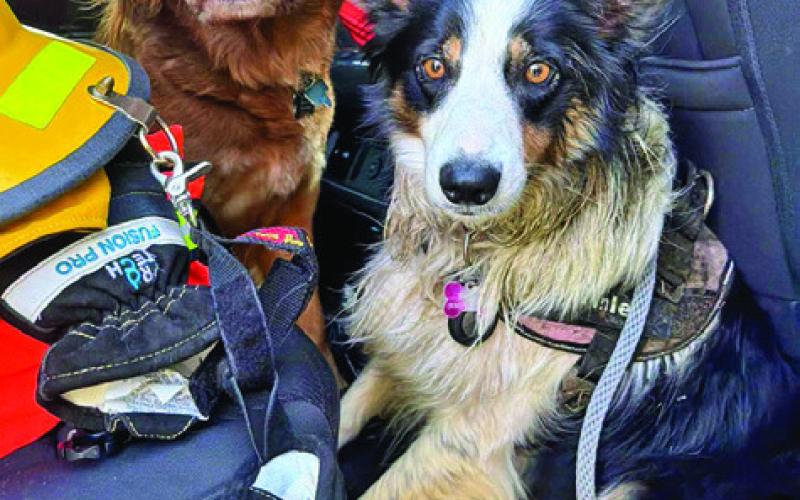 HART ALUMNI DOG RED IS pictured with Tinley, who was recovered by a HART volunteer after a car crash separated her from her family. Photo courtesy of Danielle Mikulin