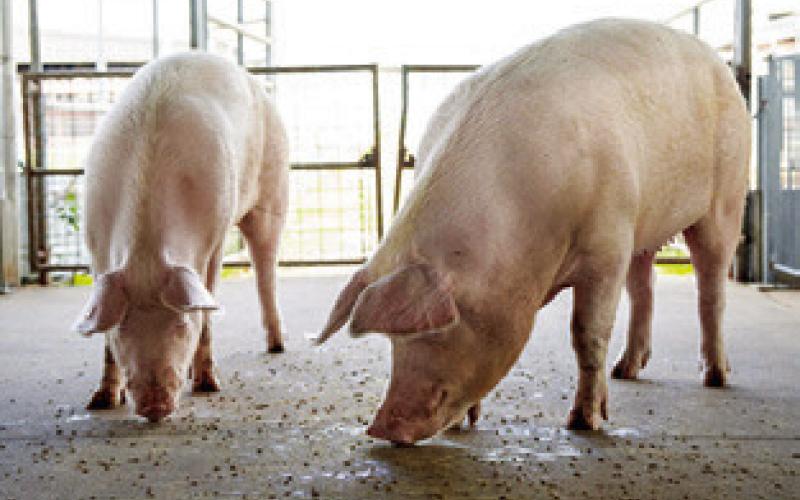 TWO HOGS EAT FEED on a cement floor. Steady pork production and lower input costs have led to profits for producers and lower prices overall for consumers. Photo courtest of Michael Miller/ Texas A&amp;amp;M AgriLife