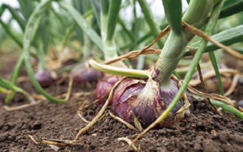 PICTURED ARE mild red onions in the ground. Around 7,000 of the Rio Grande Valley’s production acres are dedicated to onions bound for grocery stores throughout Texas, the Midwest and other parts of the country. Photo courtesy of Sam Craft/ Texas A&amp;amp;M AgriLife