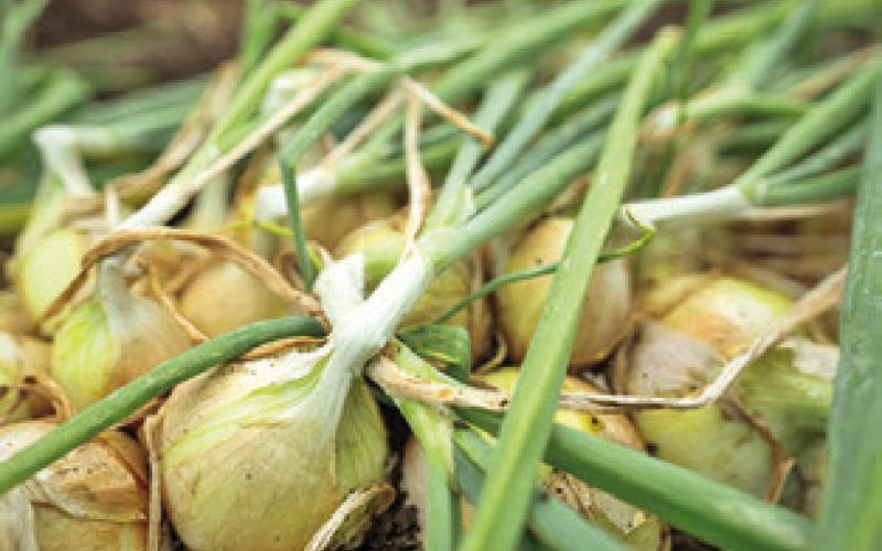 PICTURED IS a mound of mild yellow onions in the production field. The Rio Grande Valley’s onion production is dedicated to grocery stores throughout Texas, the Midwest and other parts of the country. Photo courtesy of Sam Craft/ Texas A&amp;amp;M AgriLife