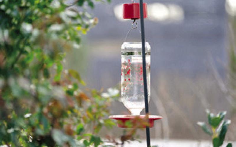 EXPERTS WITH AgriLife Extension recommend cleaning hummingbird feeders regularly with vinegar and water and avoiding dyes in the nectar, which can be harmful to the birds. Photo courtesy of Laura McKenzie/ Texas A&amp;amp;M AgriLife