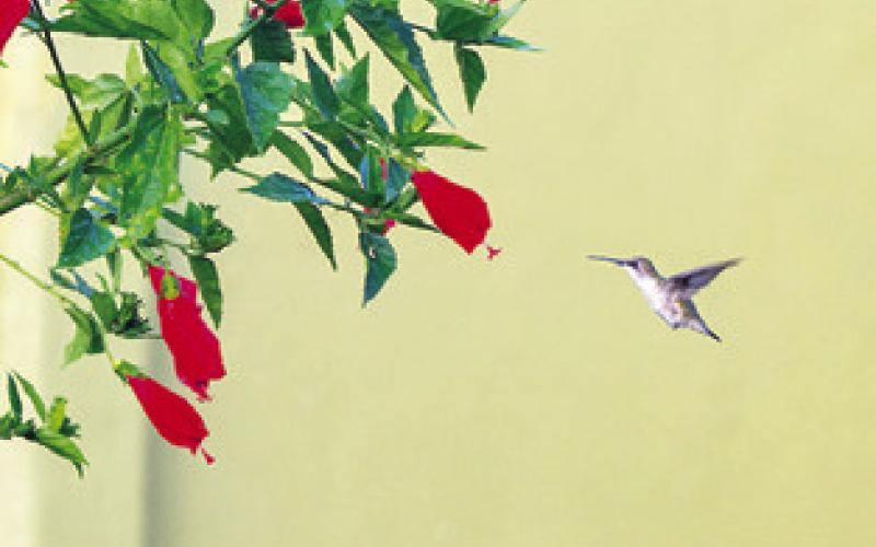 BY PROVIDING reliable food sources, such as nectar, and habitat, Texans can attract a diversity of hummingbird species to their yard. Photo courtesy of Michael Miller/ Texas A&amp;amp;M AgriLife