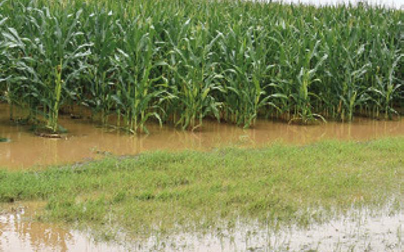 AMPLE RAIN AGAIN fell on Wednesday, June 5, in the Brazos Bottom giving the county’s crops another boost. This was along F.M. 166.