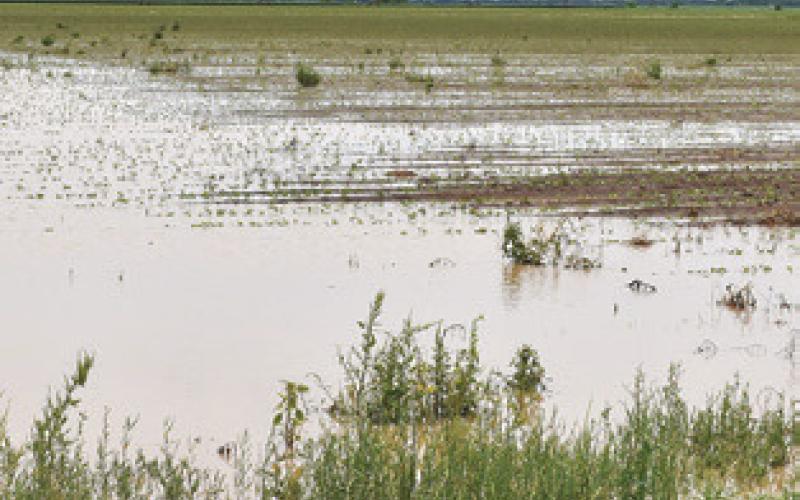 WATER IS STANDING in the fields along F.M. 166 off F.M. 50 on Wednesday, June 5, after another good rain.