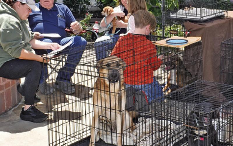 HAVEN ANIMAL RESCUE of Texas (HART) brought these dogs to the Haley’s Halo Barn Dance last Sunday at the Caldwell Civic Center.