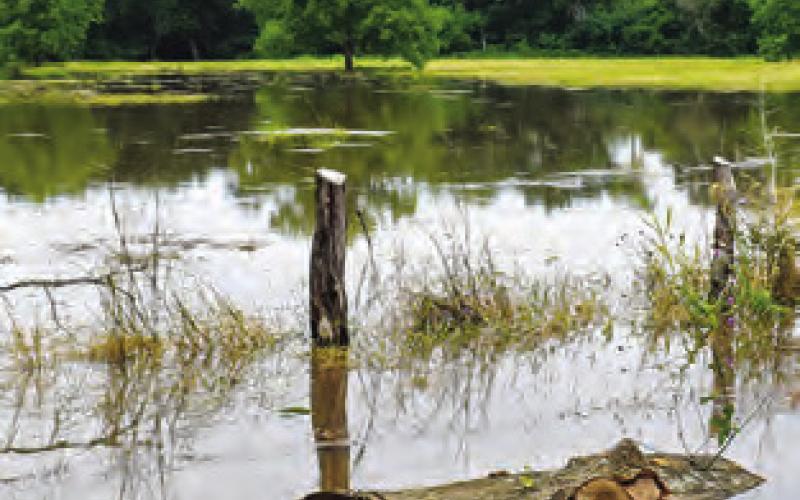 THIS PASTURE WAS still under water on County Road 377 on Friday morning.