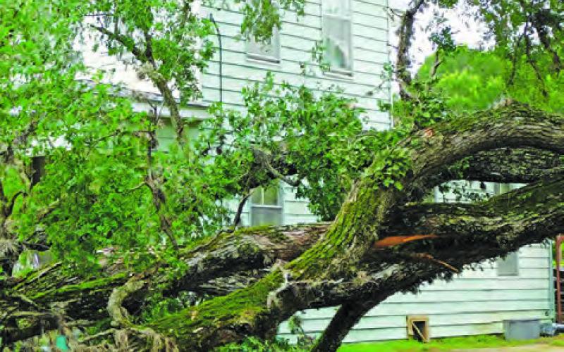 THIS TREE FELL DURING THE STORM in Somerville. Trees were down all over the county and particularly along numerous county roads.