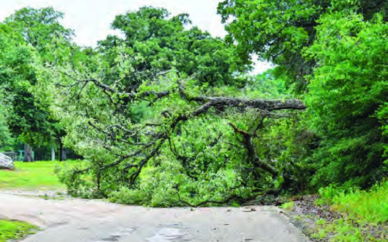 THIS TREE IS down at the end of County Road 377 on Friday.