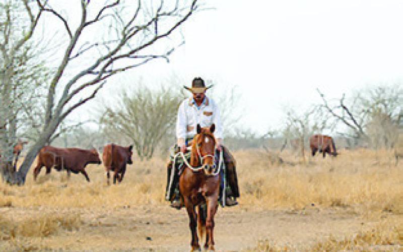 MOST OF Texas’ rangelands remain under drought conditions, but timely spring rains in some areas have set the stage for recovery, according to Texas A&amp;amp;M AgriLife experts. Photo courtesy of Hannah Harrison/ Texas A&amp;amp;M AgriLife