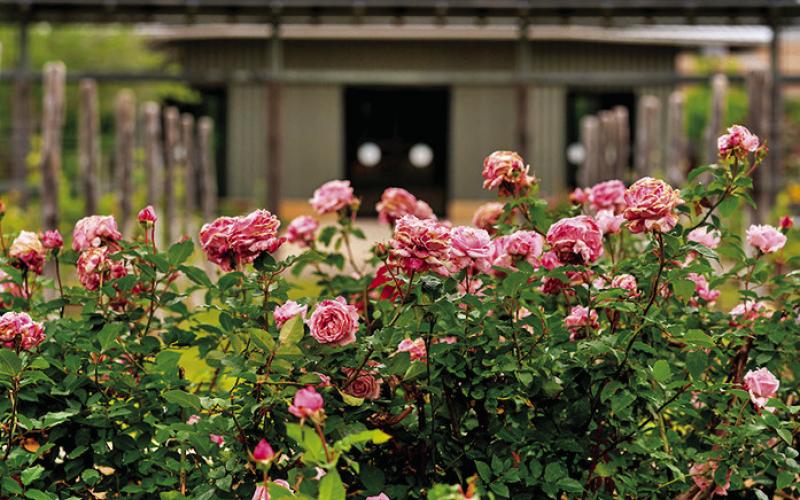 PRUNE YOUR ROSES BEFORE they break winter dormancy to make sure they stay healthy and productive for that pop of color around your home. Photo courtesy of Laura McKenzie/Texas A&amp;amp;M AgriLife