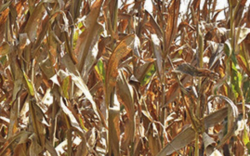 THIS CORN is visible from along F.M. 50 off State Highway 21 East. The corn harvest, expected to be excellent this year, is typically underway in late July.