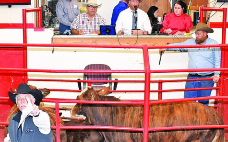 CATTLE IS AUCTIONED on Saturday at the sale in Caldwell.