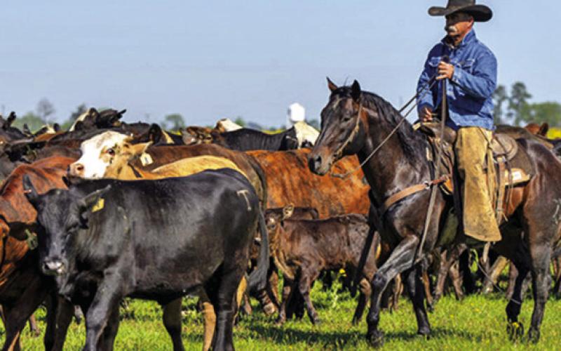 A COWBOY SITS atop a ranch horse riding through a herd of cattle. Ranch horses need a forage-based diet for their health, energy and overall performance. Photo courtesy of Michael Miller/Texas A&amp;amp;M Agrilife