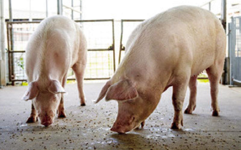 CONSUMERS IN the U.S. will see higher pork prices during the 2025 holiday season because the industry has fewer sows giving birth to pigs this year and production levels are essentially the same as in 2024. Photo courtesy of Michael Miller/Texas A&amp;amp;M AgriLife