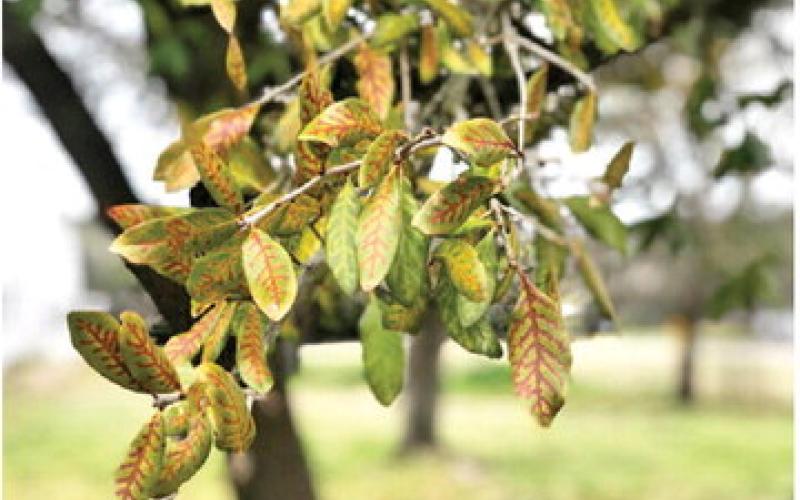 OAK WILT IS OFTEN recognized in live oaks by yellow and brown veins showing in the leaves of infected trees, known as veinal necrosis. Photo courtesy of Texas A&amp;amp;M Forest Service