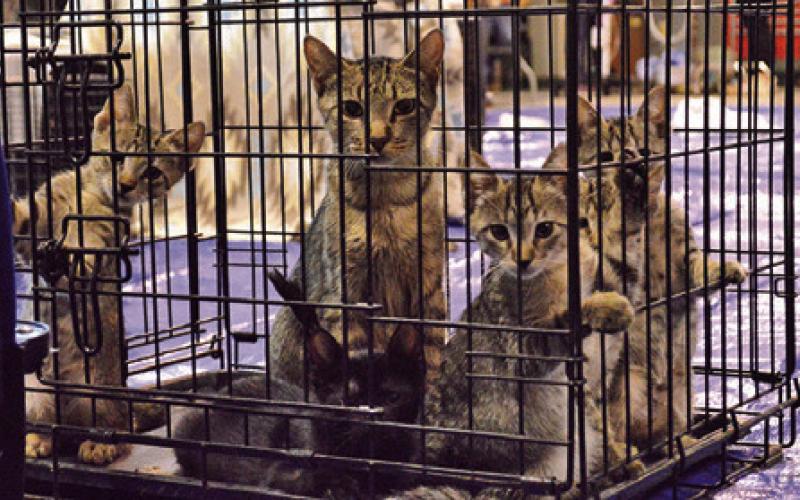 A YOUNG MOTHER AND HER kittens demonstrate the importance of spaying and neutering to population control at the Project SNIP TNR clinic. Tribune photo by Sabine Lazo
