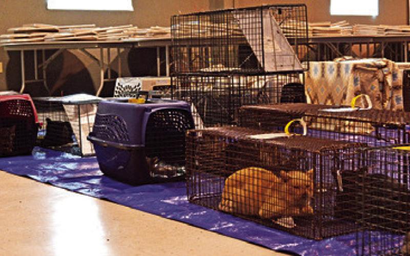 STRAY AND FERAL CATS AWAIT their procedures at the Project SNIP TNR clinic. Tribune photo by Sabine Lazo